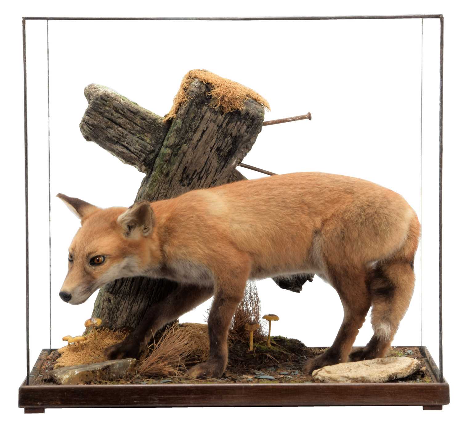 Lot 8 - Taxidermy: A Cased European Red Fox Cub...