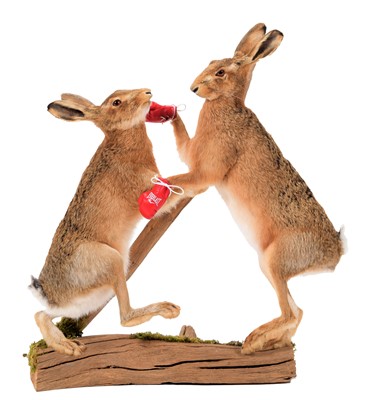 Lot 282 - Anthropomorphic Taxidermy: A Pair of Boxing...