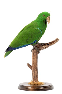 Lot 290 - Taxidermy: An Eclectus Parrot (Eclectus...
