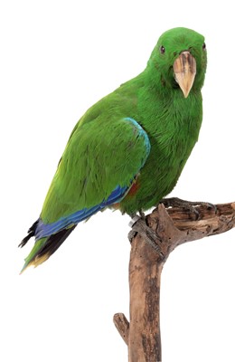 Lot 290 - Taxidermy: An Eclectus Parrot (Eclectus...