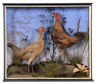 Lot 280 - Taxidermy: A Victorian Cased Pair of Bantam...