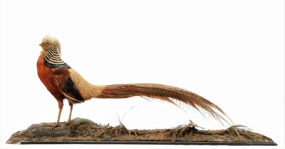 Lot 1159 - Taxidermy: A late Victorian Golden Pheasant...