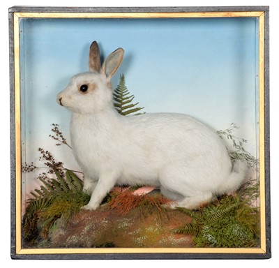 Lot 275 - Taxidermy: A Cased Domestic White Rabbit...