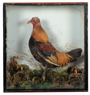 Lot 17 - Taxidermy: A Victorian Cased Bantam Cockerel...