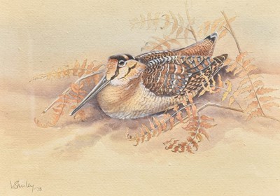 Lot 1131 - Valerie Leslie Shirley Woodcock in bracken...