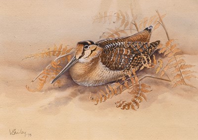 Lot 1131 - Valerie Leslie Shirley Woodcock in bracken...