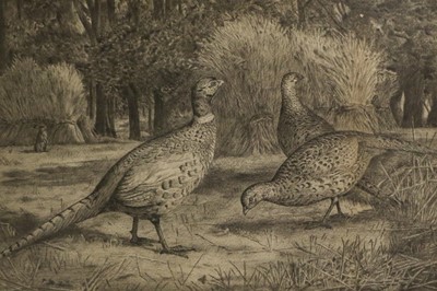 Lot 1064 - Frank S Cook Cock and Hen Pheasants Signed and...