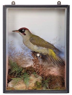 Lot 111 - Taxidermy: A Victorian Cased Green Woodpecker...