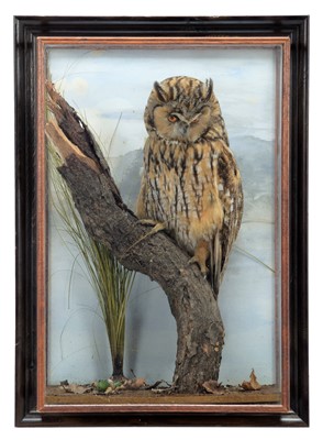 Lot 6 - Taxidermy: A Wall Cased Long-Eared Owl (Asio...