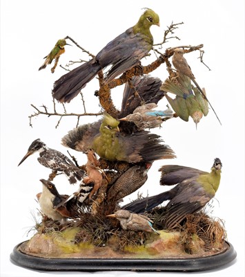 Lot 244 - Taxidermy: A Late Victorian Tropical Bird...
