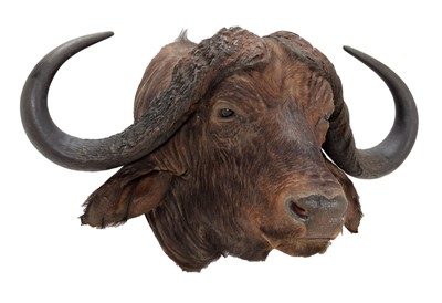 Lot 173 - Taxidermy: East African Cape Buffalo (Syncerus...