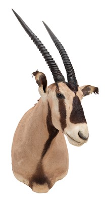 Lot 117 - Taxidermy: Fringe-eared Oryx (Oryx beisa...