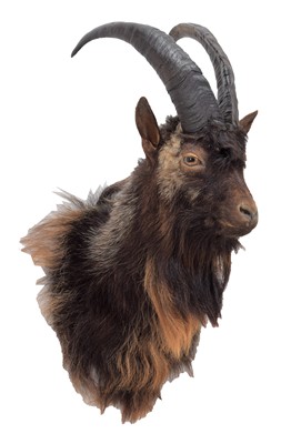 Lot 342 - Taxidermy: Scottish Feral Goat (Capra aegagrus...