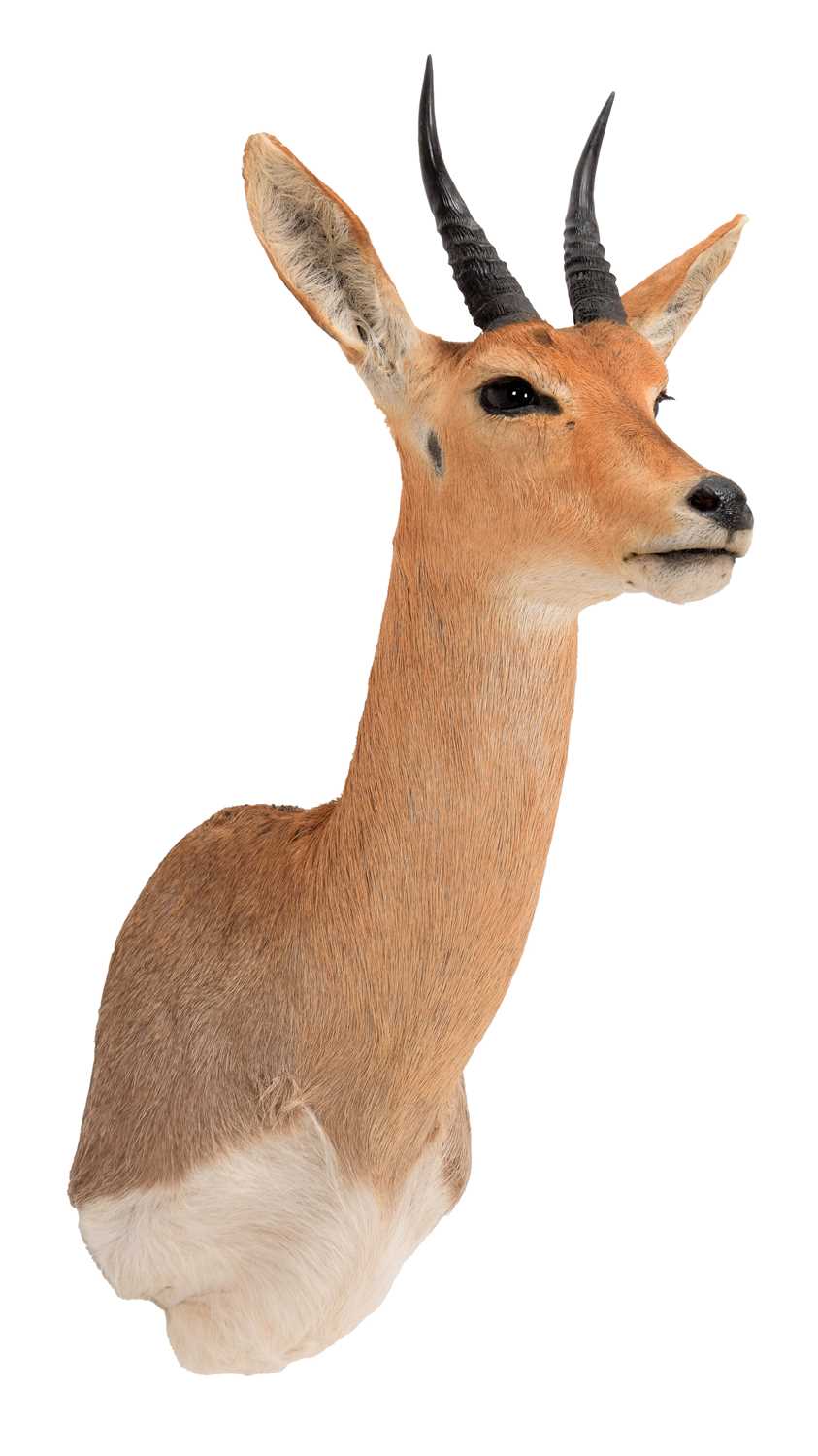 Lot 119 - Taxidermy: Chanler's Mountain Reedbuck...