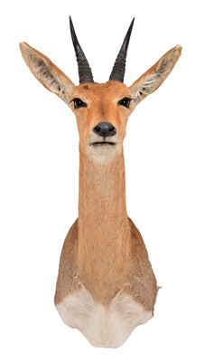 Lot 119 - Taxidermy: Chanler's Mountain Reedbuck...