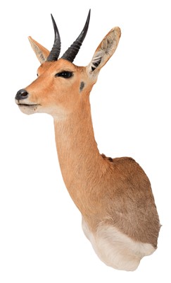Lot 119 - Taxidermy: Chanler's Mountain Reedbuck...