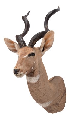 Lot 121 - Taxidermy: Lesser Kudu (Tragelaphus imberbis),...
