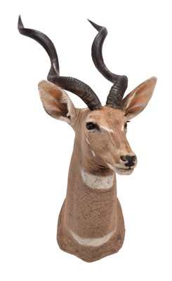 Lot 121 - Taxidermy: Lesser Kudu (Tragelaphus imberbis),...