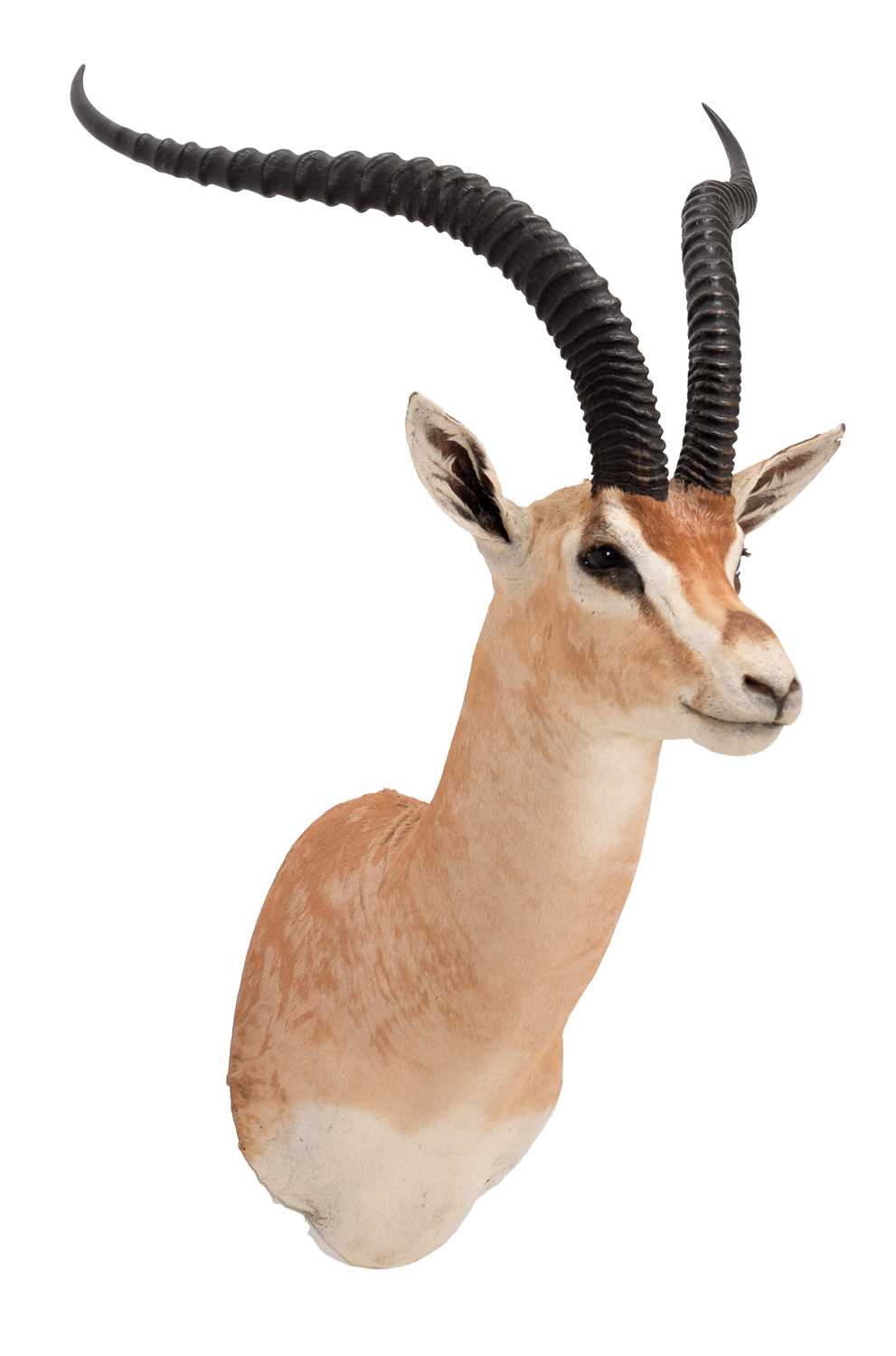 Lot 123 - Taxidermy: Robert's Gazelle (Nanger granti...