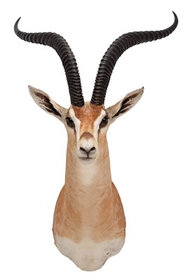 Lot 123 - Taxidermy: Robert's Gazelle (Nanger granti...