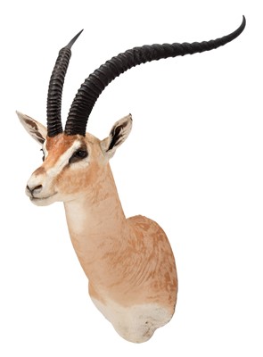 Lot 123 - Taxidermy: Robert's Gazelle (Nanger granti...