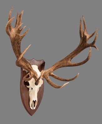Lot 147 - Antlers/Horns: A Large Impressive Set of...