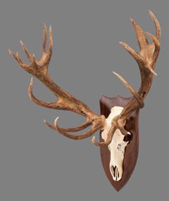 Lot 147 - Antlers/Horns: A Large Impressive Set of...