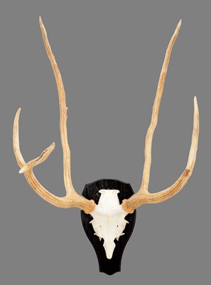 Lot 112 - Antlers/Horns: Père David's Deer (Elaphus...