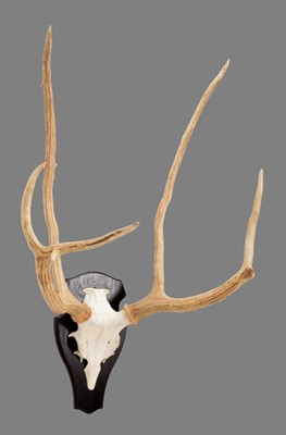 Lot 149 - Antlers/Horns: Père David's Deer (Elaphus...