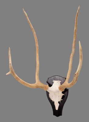 Lot 149 - Antlers/Horns: Père David's Deer (Elaphus...