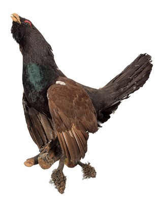 Lot 150 - Taxidermy: A European Capercaillie (Tetrao...