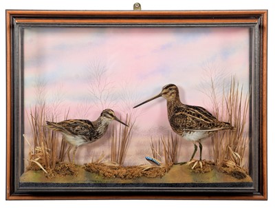 Lot 158 - Taxidermy: A Wall Cased Jack Snipe & Great...