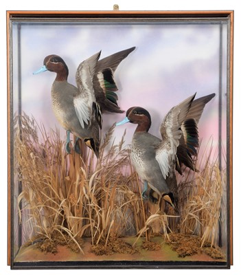 Lot 159 - Taxidermy: A Wall Cased Pair of Teal (Anas...
