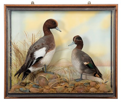 Lot 160 - Taxidermy: A Wall Cased Wigeon & Teal (Anas...