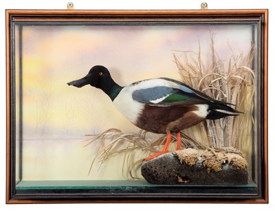 Lot 161 - Taxidermy: A Wall Cased Shoveler Duck (Anas...