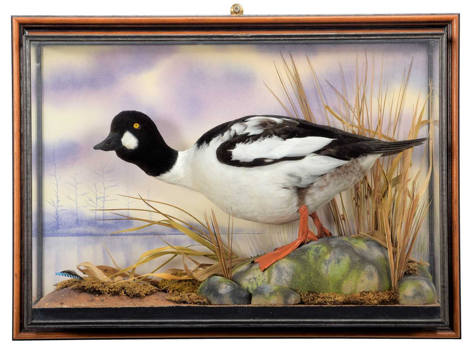 Lot 163 - Taxidermy: A Wall Cased Goldeneye Duck...