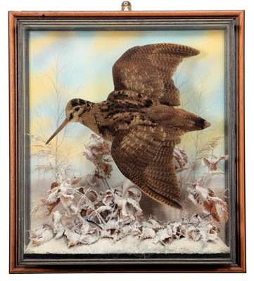 Lot 164 - Taxidermy: A Wall Cased European Woodcock...