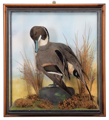 Lot 165 - Taxidermy: A Wall Cased Northern Pintail Duck...