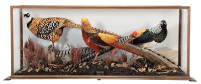 Lot 167 - Taxidermy: A Cased Golden, Reeves & Lady...
