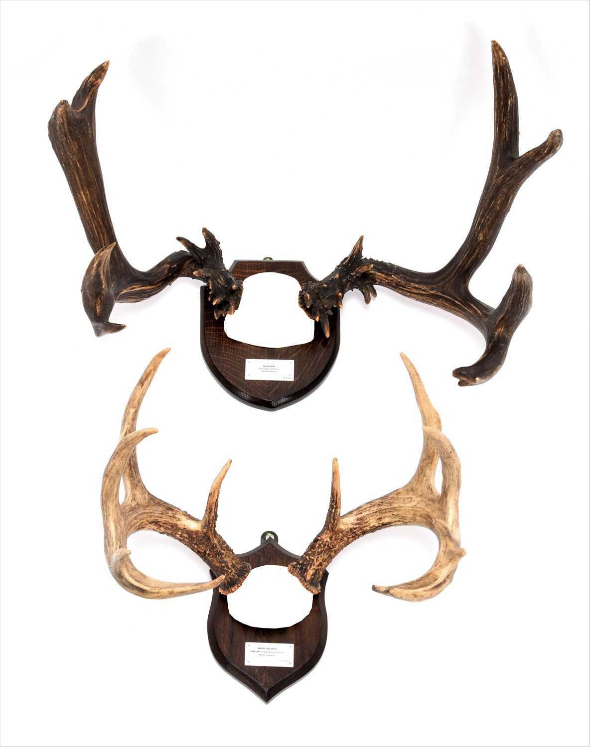 Lot 168 - Antlers/Horns: Abnormal Mule Deer