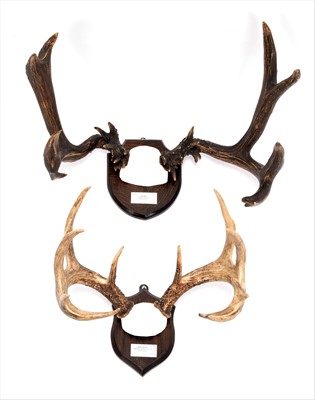 Lot 168 - Antlers/Horns: Abnormal Mule Deer &...