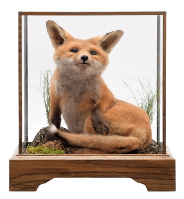 Lot 182 - Taxidermy: A European Red Fox Cub (Vulpes...