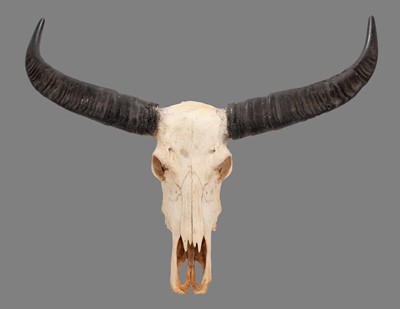Lot 181 - Skulls/Horns: Asian Wild Water Buffalo...