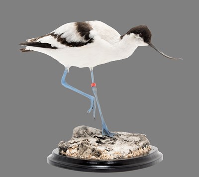 Lot 190 - Taxidermy: A Pied Avocet (Recurvirostra...