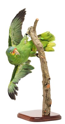 Lot 184 - Taxidermy: A Red-Lored Amazon Parrot (Amazona...