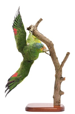 Lot 184 - Taxidermy: A Red-Lored Amazon Parrot (Amazona...