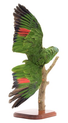 Lot 184 - Taxidermy: A Red-Lored Amazon Parrot (Amazona...