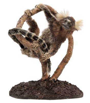 Lot 209 - Taxidermy: A Common Marmoset Monkey...