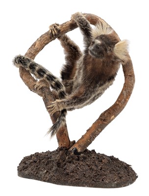 Lot 209 - Taxidermy: A Common Marmoset Monkey...