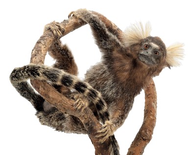 Lot 209 - Taxidermy: A Common Marmoset Monkey...